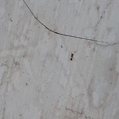 Formicoidea