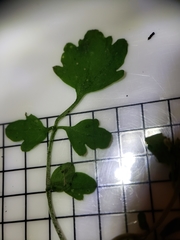 Cardamine occulta