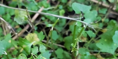 Cardamine occulta