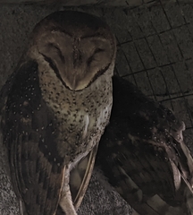 Tyto alba punctatissima