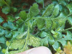 Asplenium subglandulosum
