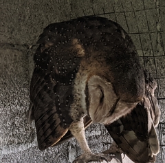Tyto alba punctatissima