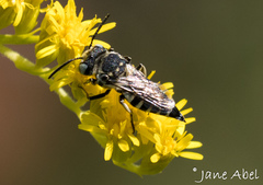 Coelioxys