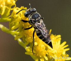 Coelioxys