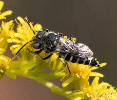Coelioxys