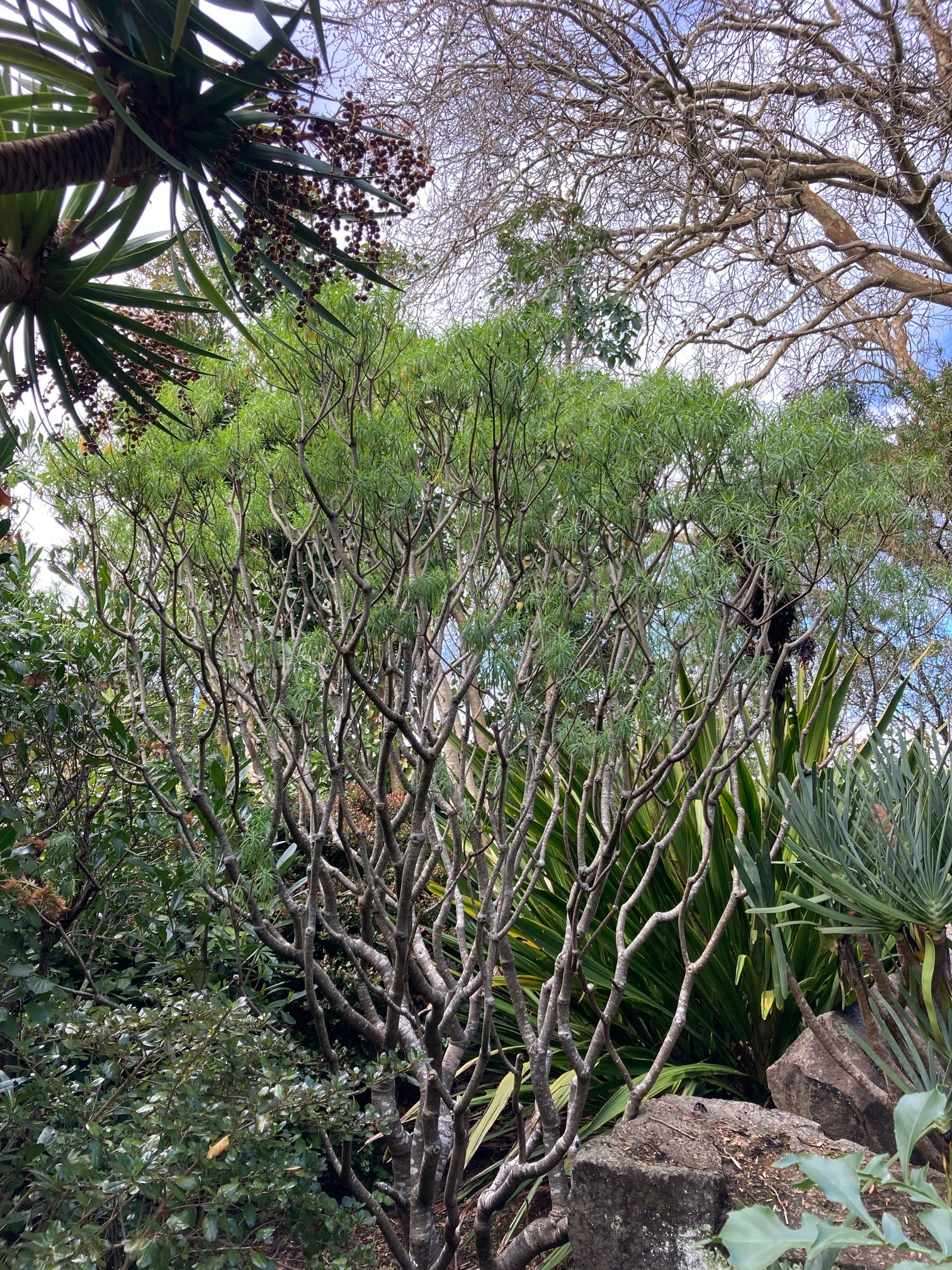 Euphorbia bourgaeana