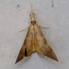 Oxyodes scrobiculata