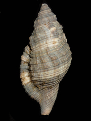 Monoplex pilearis
