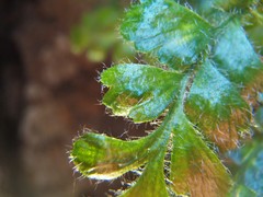 Asplenium subglandulosum
