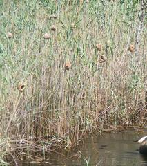 Ploceus subaureus subaureus