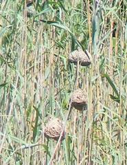 Ploceus subaureus subaureus