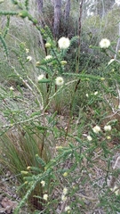 Melaleuca densa