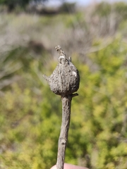 Gnorimoschema baccharisella