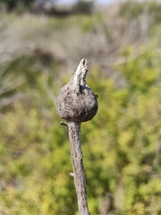 Gnorimoschema baccharisella