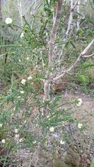 Melaleuca densa