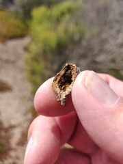 Gnorimoschema baccharisella