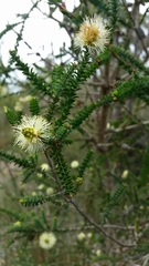 Melaleuca densa