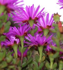 Lampranthus falciformis