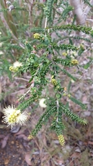 Melaleuca densa