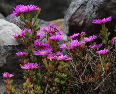 Lampranthus falciformis