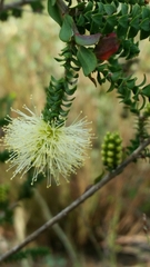 Melaleuca densa