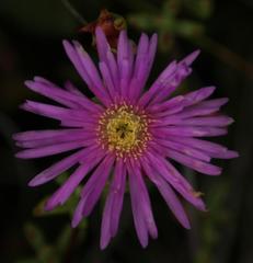 Lampranthus falciformis