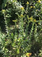 Solidago rigida