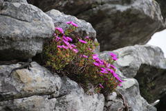 Lampranthus falciformis