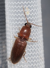 Athous cucullatus