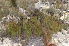 Elegia galpinii