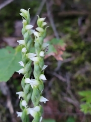 Spiranthes casei novaescotiae