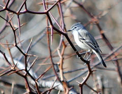 Serpophaga griseicapilla
