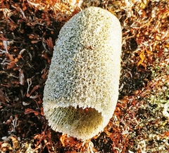 Callyspongia plicifera