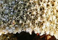 Callyspongia plicifera