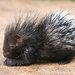 Hystrix africaeaustralis africaeaustralis - Photo (c) _3foxes, algunos derechos reservados (CC BY-NC), uploaded by _3foxes