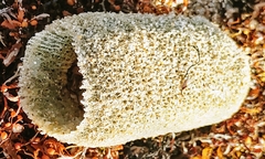 Callyspongia plicifera