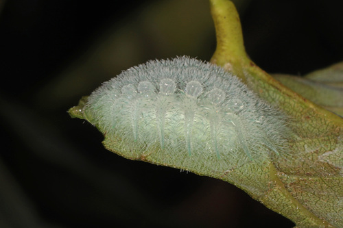 Spun Glass Slug Moth photo 4