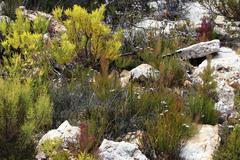 Leucadendron comosum comosum