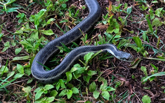 Thamnophis fulvus