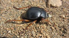 Nyctelia fitzroyi
