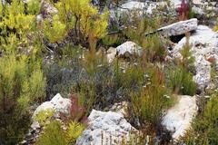 Leucadendron comosum comosum