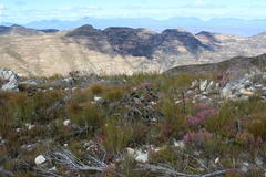 Leucadendron comosum comosum