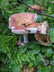 Russula betularum