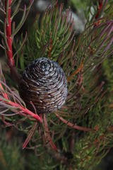 Leucadendron comosum comosum