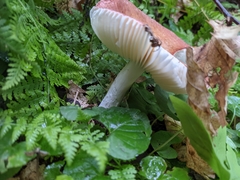 Russula betularum