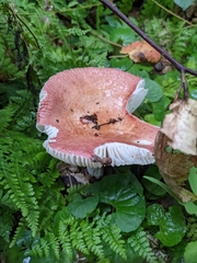 Russula betularum
