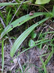 Spiranthes casei novaescotiae