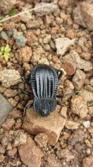 Epipedonota lata