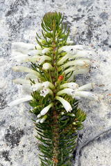 Erica thomae thomae