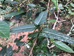 Parsonsia leichhardtii